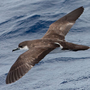 Puffin d'Audubon Puffinus lherminieri Audubon's Shearwater